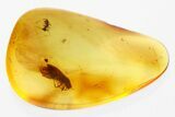 Fossil False Flower Beetle and Springtail in Baltic Amber #278902-1